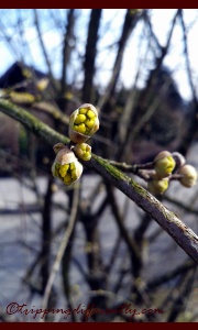 This photo is a week old so these buds have now pushed through and would start truly blooming soon...