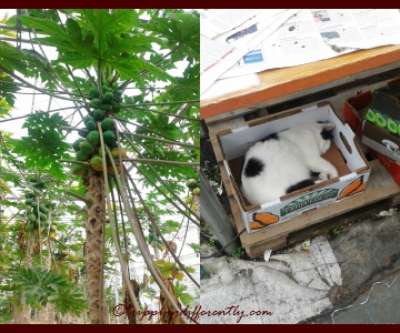 Right: Papayas!, Left: We found a lovely cat sleeping under a table in the production house, oblivious to all the visitors walking by.