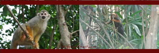 More furry creatures along the rivers.