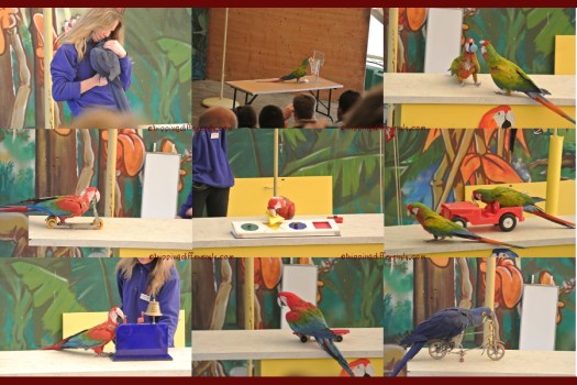 The slightly stubbon but very cute parrots and their trainer.
