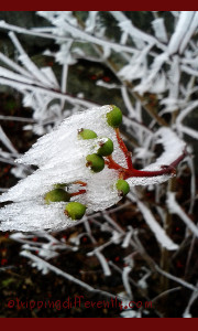 The buds hang on even in the bitter cold, even when ice covers them. Even the ice itself has a certain beauty. 
