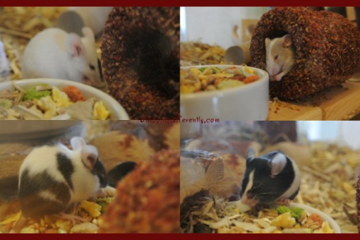 From top left (clockwise): Patch, Ruby, Sam, Patches. Tobias named Patch and Patches, i named Ruby and Walter named Sam.