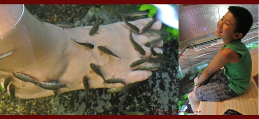 Providing fish with nutrients from our feet :P