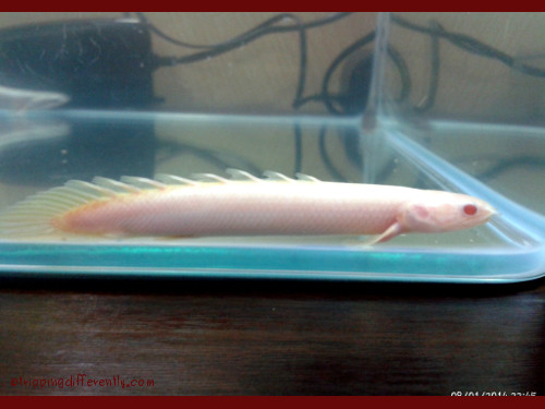 i think this one is called Ruby...