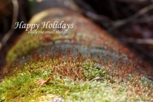 holiday_card_enjoythesmallthings