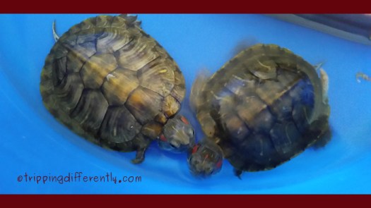 holidaysummary20150821d