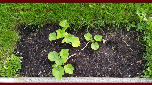 lessonfrommygarden20160708a