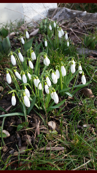 springalready20170303