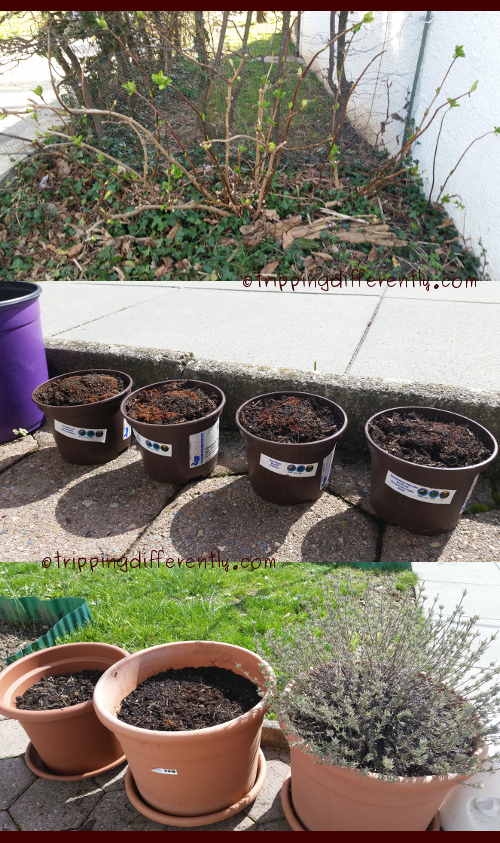 springgardening20170324