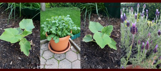 gardenprogress20170609d