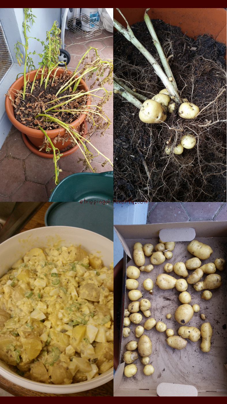 1stpotatoeharvest20170707
