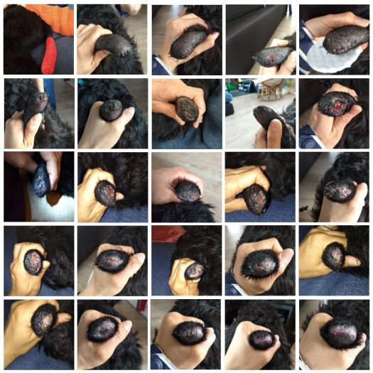 lexitailsaga20190612